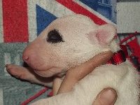 An'gharad's Bull - Bull Terrier - Portée née le 04/02/2014