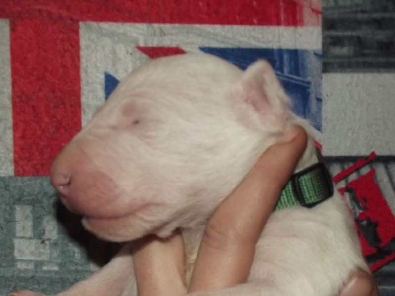 An'gharad's Bull - Bull Terrier - Portée née le 04/02/2014
