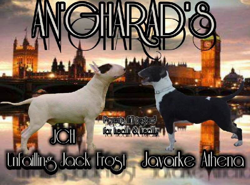 Chiot Bull Terrier An'gharad's Bull